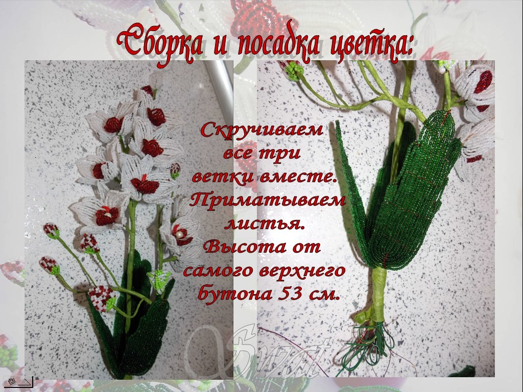 Орхидеи Image?id=856716592876&t=3&plc=WEB&tkn=*XkYj0gEyuT6LbcY6yaumkqRkyjM