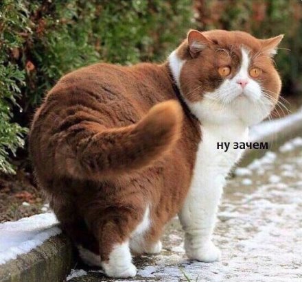 Эти забавные животные