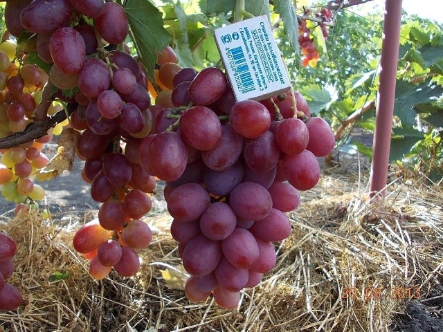 Виноград анюта фото Виноград анюта фото