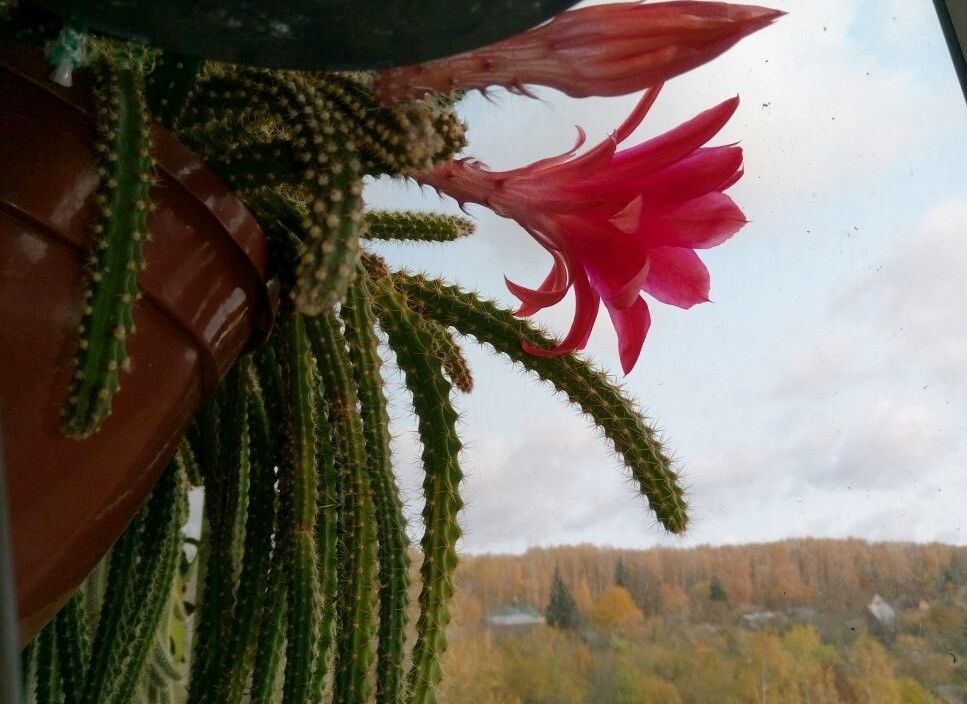 Лесные кактусы виды фото Лесные кактусы виды фото