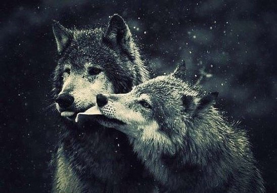 Похожее изображение