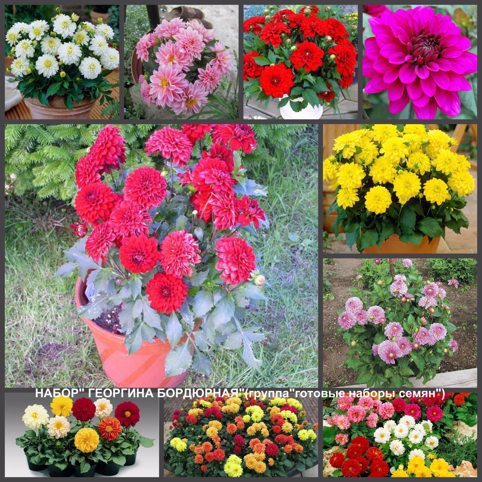 Георгина василиса фото на клумбе Георгина василиса фото на клумбе