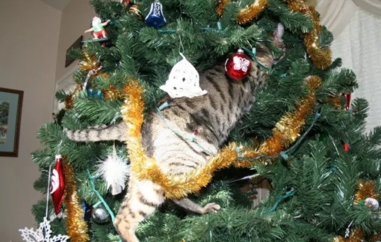 Каждый год я роняю ёлку...Такая традиция Каждый год я роняю ёлку...Такая традиция