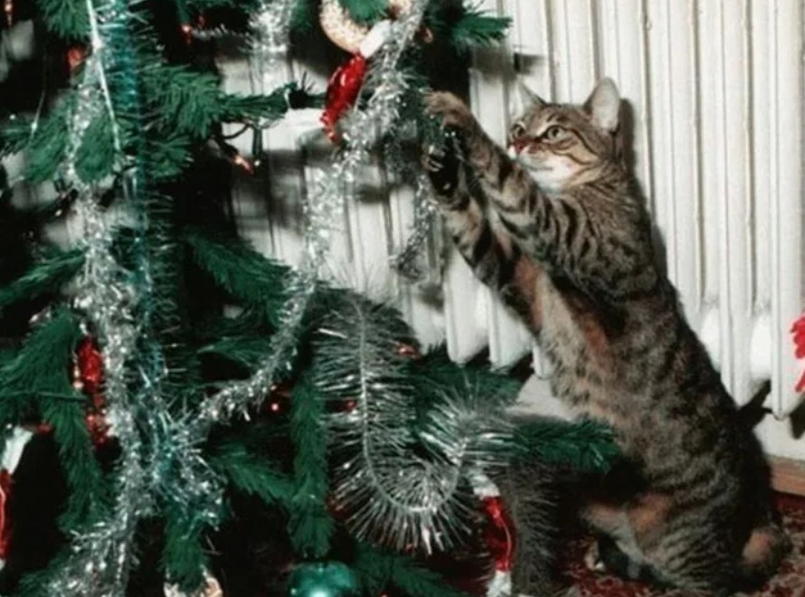 Каждый год я роняю ёлку...Такая традиция Каждый год я роняю ёлку...Такая традиция