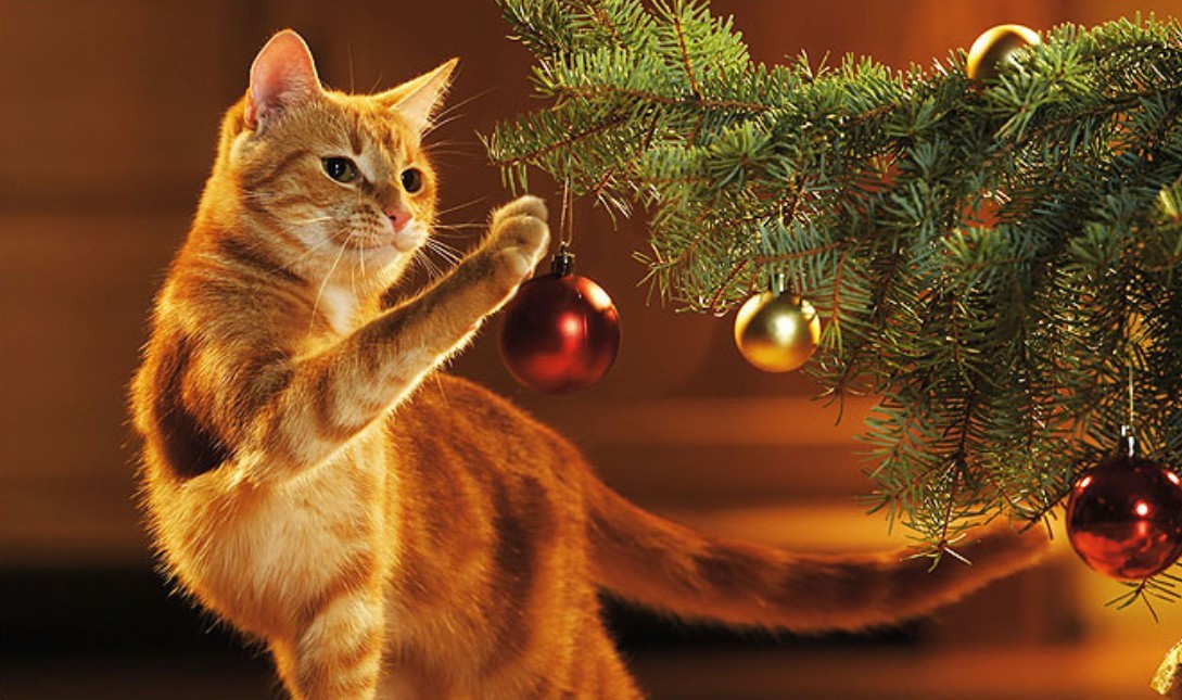 Каждый год я роняю ёлку...Такая традиция Каждый год я роняю ёлку...Такая традиция