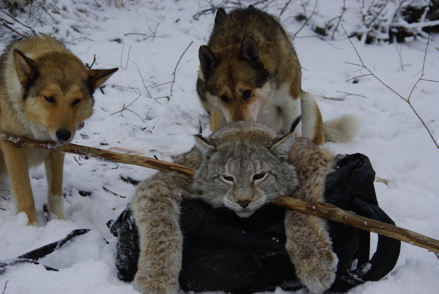 Волк и росомаха фото Волк и росомаха фото