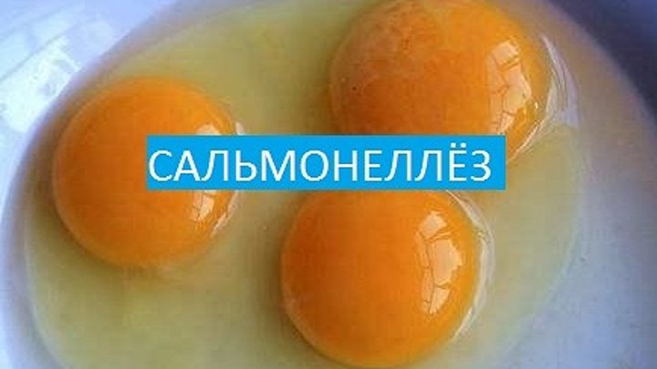 Как выглядят глисты в яйцах куриных Как выглядят глисты в яйцах куриных