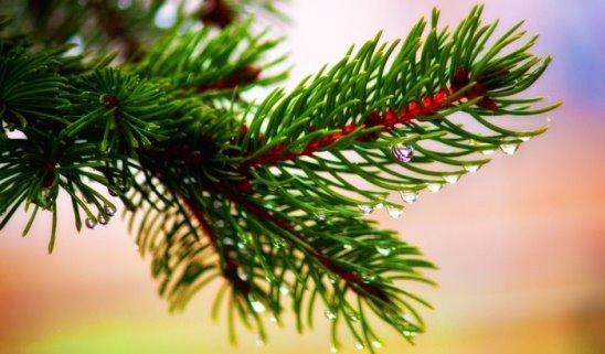 Ветка сосны фото крупным планом Ветка сосны фото крупным планом