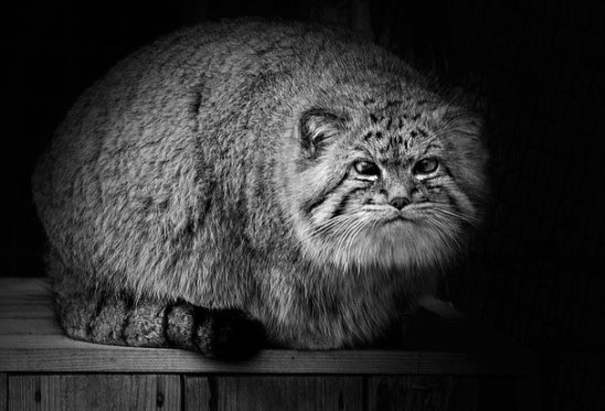 Манул фото черно белые Манул фото черно белые