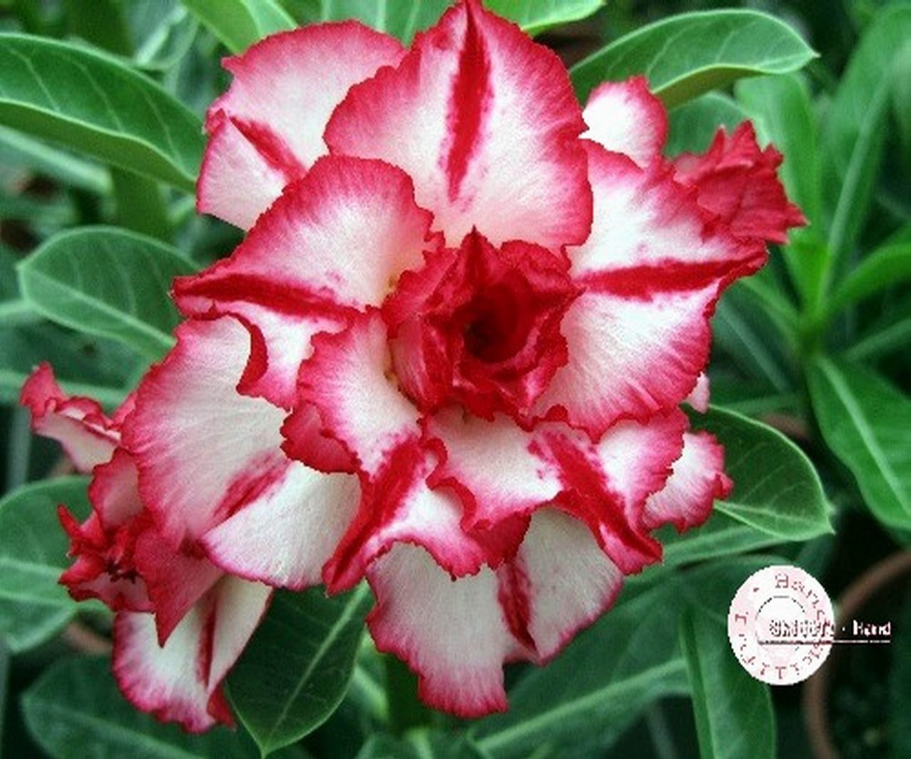 Новые сорта и гибриды. Adenium Obesum Hybrid. Адениум черри. Адениум Обесум махровый. Адениум Обесум ред.