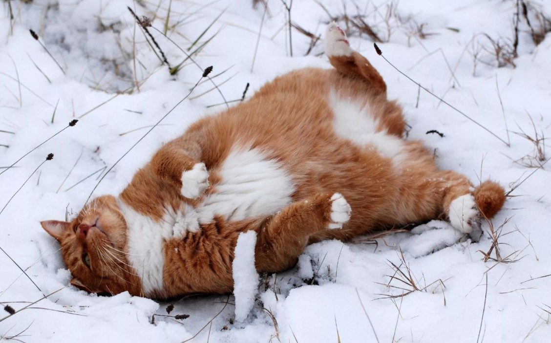 Вот так зима не сугробы. Рыжая кошка валяется в снегу. Кошка валяется в снегу. Кошка лежит на снегу. Валяться в снегу.