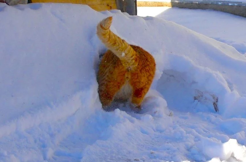 Я знаю точно ты сегодня не придешь. Кот в сугробе. Торчит из сугроба. Занесло снегом. Приколы про снег.