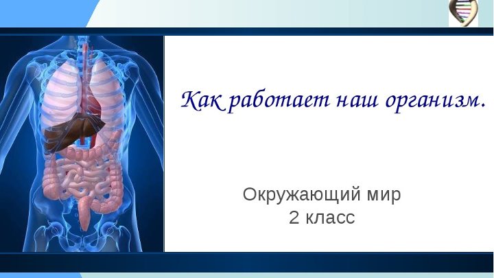 Проект внутреннее строение человека 2 класс Проект внутреннее строение человека 2 класс