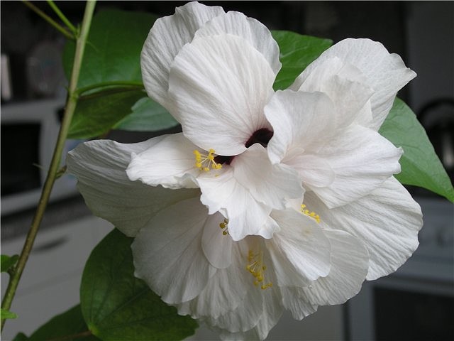 Гибискус белый фото Гибискус белый фото