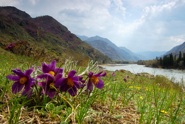 Алтай фото трава Алтай фото трава
