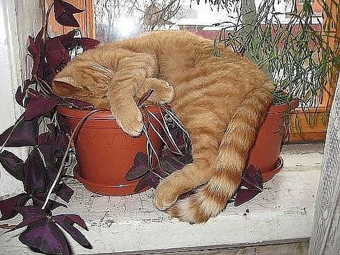 Посмеялся сам - поделись с другом!!!