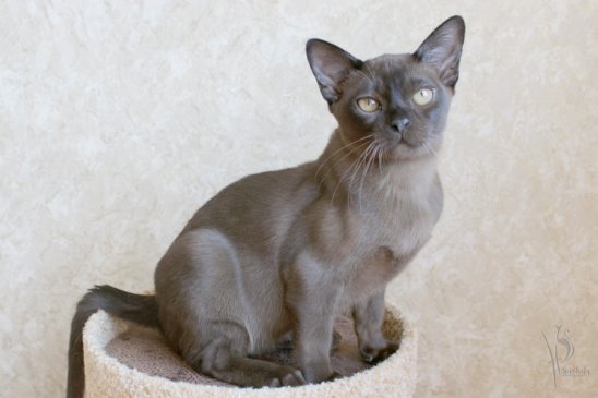 Кошка соболь фото Кошка соболь фото