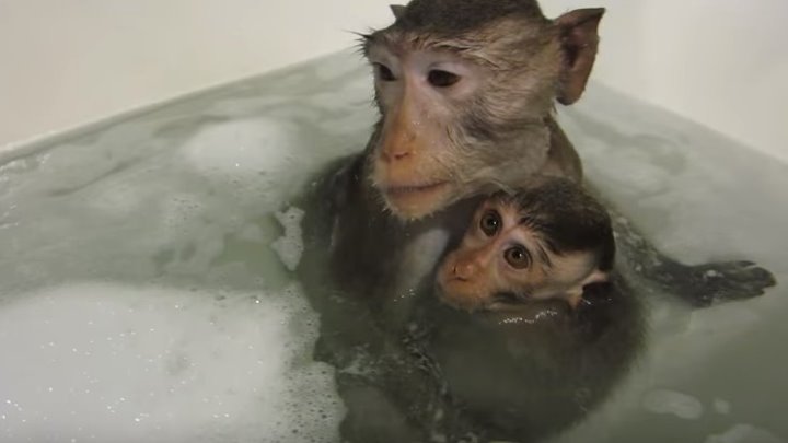 Купание обезьян мнение. Обезьянка купается. Обезьянка купается в ванной. Мартышка моется в ванной.