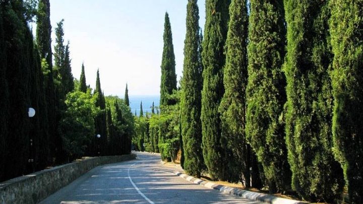 Кипарисы в крыму фото Кипарисы в крыму фото