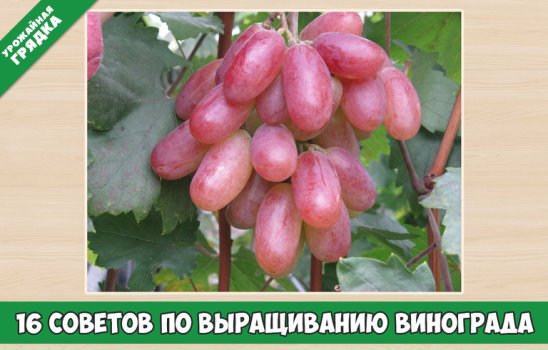 Описание сорта преображение фото отзывы Описание сорта преображение фото отзывы