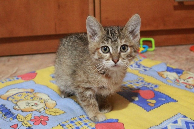 Котенок в возрасте 1 месяц фото Котенок в возрасте 1 месяц фото