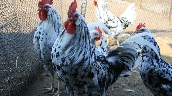 Леггорн далматинец порода кур фото Леггорн далматинец порода кур фото