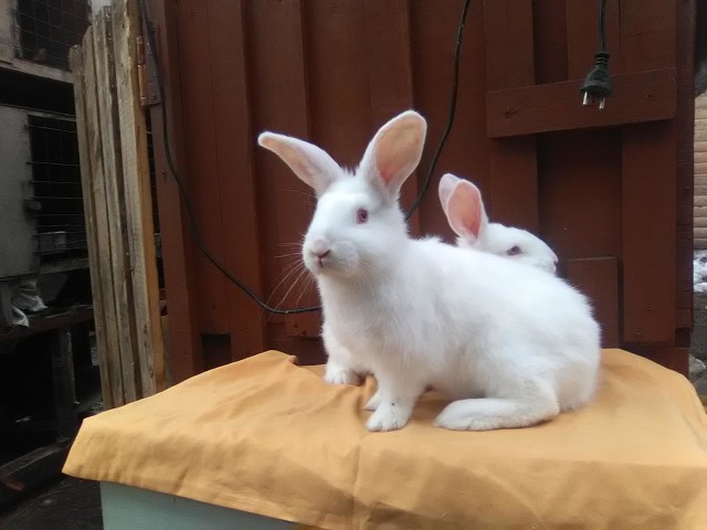 Кролик 3 месяца фото Кролик 3 месяца фото
