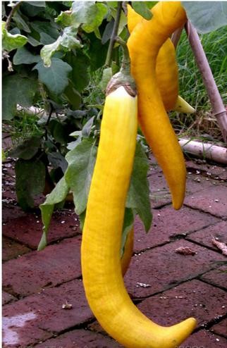 Бывают ли желтые баклажаны фото Бывают ли желтые баклажаны фото