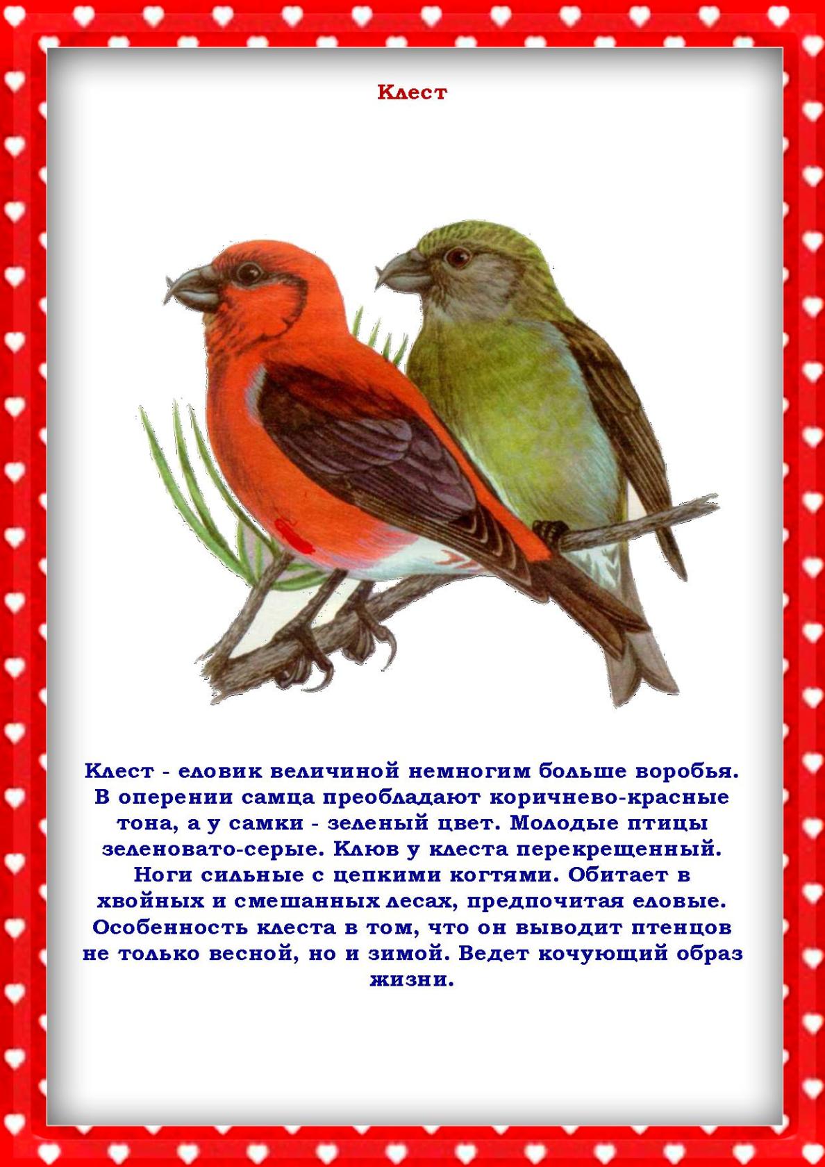Текст сравнение птиц размер и цвет. Клюв клеста. Птичка Клест. Клёст-еловик самка и самец. Клест еловик самка.
