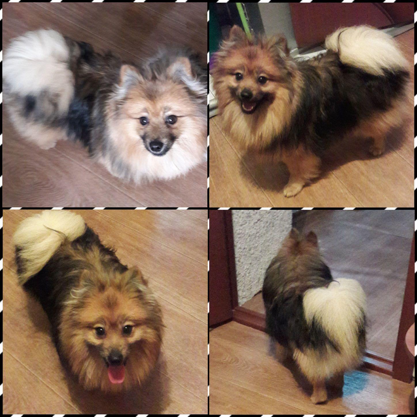 Как меняются шпицы с возрастом фото Как меняются шпицы с возрастом фото