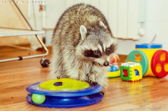 Уфимская семья возьмет из приюта енотов-отказников