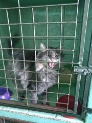 Ласка барнаул фото Ласка барнаул фото