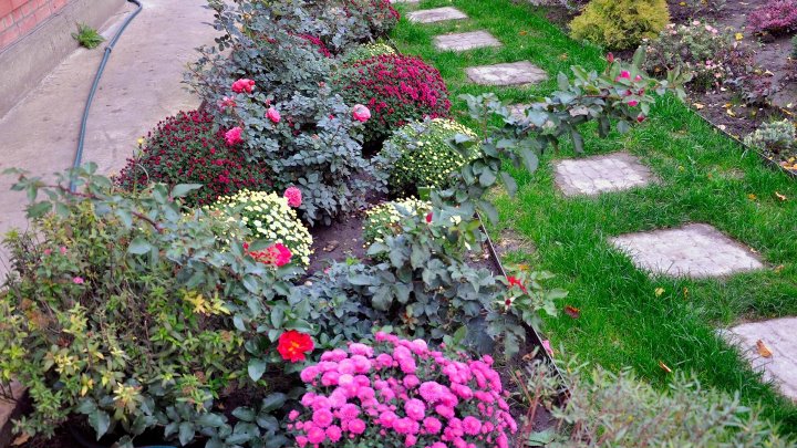 Мультифлора в ландшафтном дизайне Мультифлора в ландшафтном дизайне