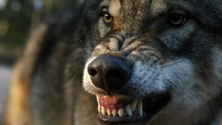 Волк одиночка фото прикол Волк одиночка фото прикол