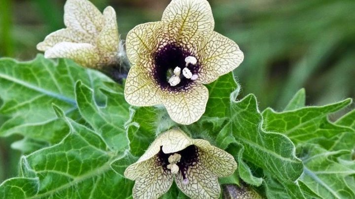 Как выглядит белена растение Как выглядит белена растение