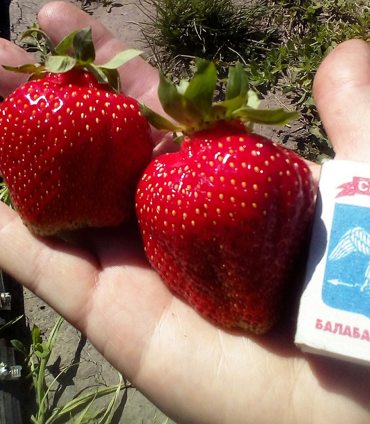 Клубника сорт роксана фото Клубника сорт роксана фото