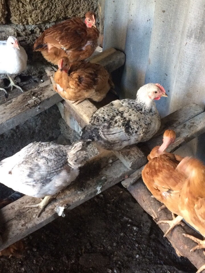 Курочки 3 месяца фото Курочки 3 месяца фото