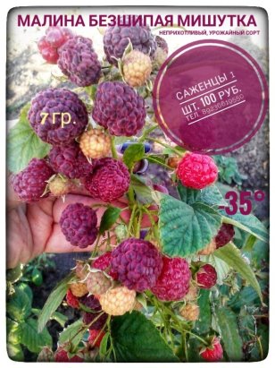 Малина мишутка описание сорта фото Малина мишутка описание сорта фото