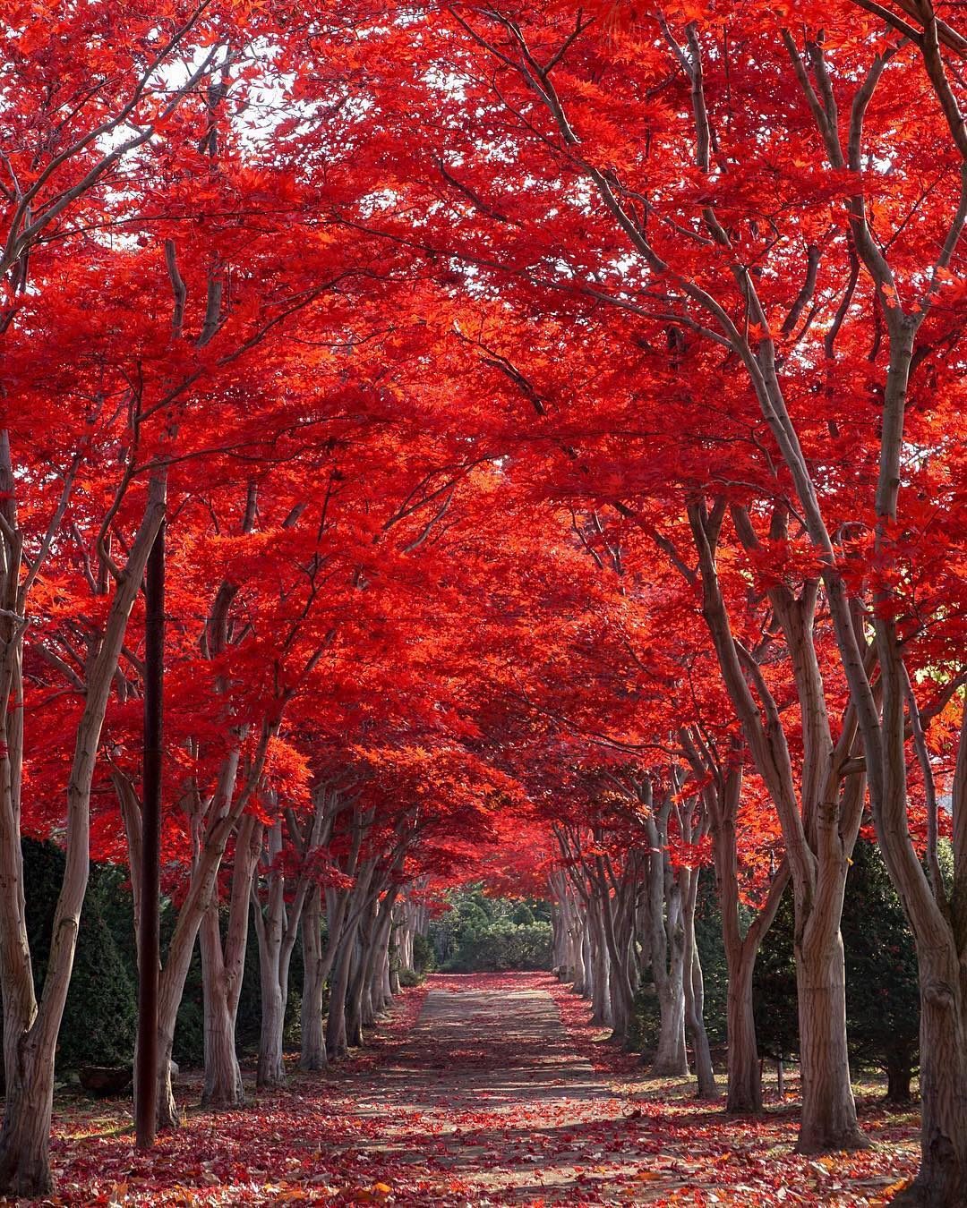 Красивое красное дерево. Красное дерево. Осень в Японии. Деревья в Японии. Красные деревья в России.
