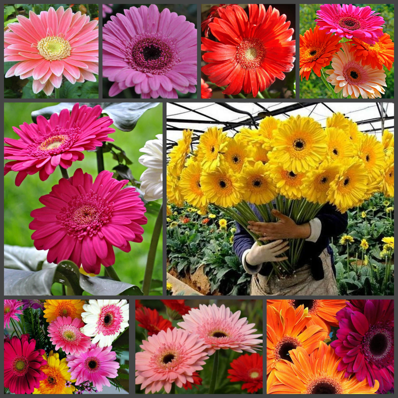 Как выглядят семена герберы Как выглядят семена герберы