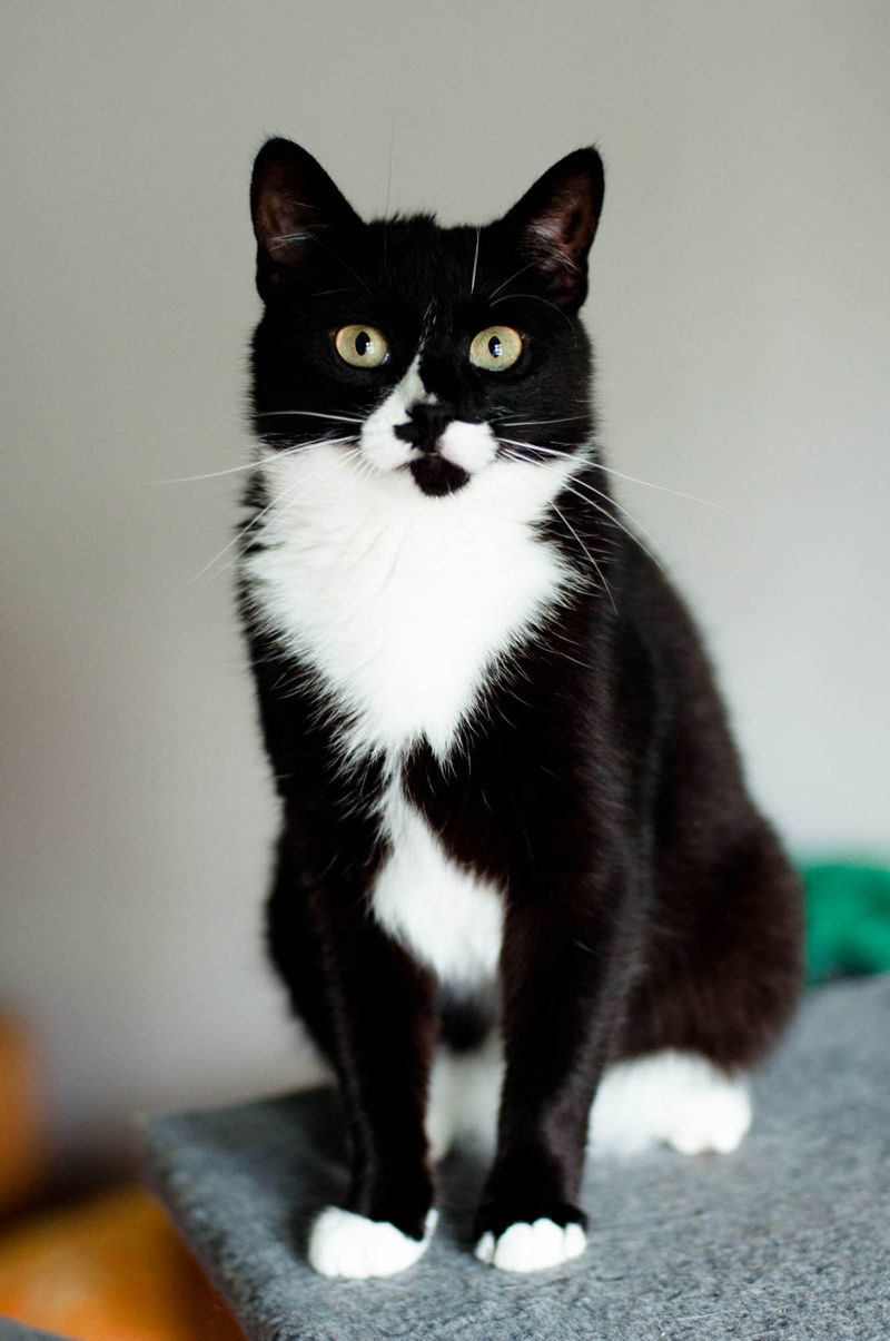 Кошки черно белые породы фото и названия Кошки черно белые породы фото и названия