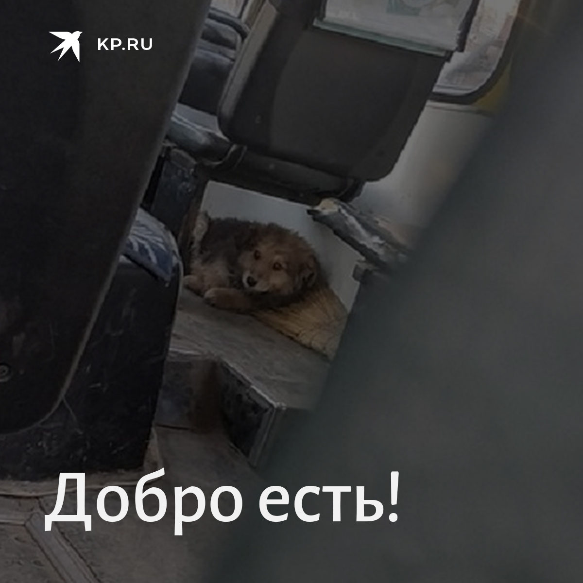 Мем бездомная собака в автобусе Мем бездомная собака в автобусе
