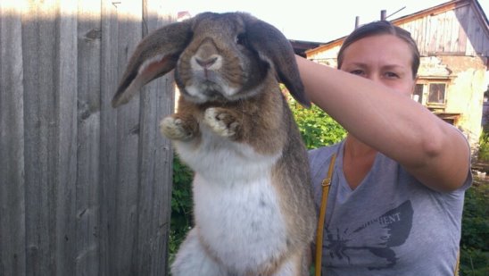 Кролик французский баран фото Кролик французский баран фото