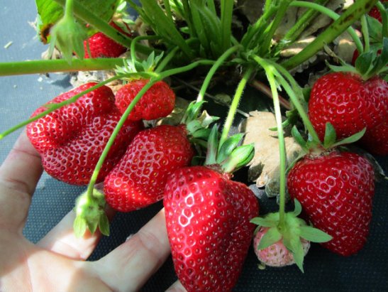 Маригет клубника описание сорта фото отзывы садоводов Маригет клубника описание сорта фото отзывы садоводов