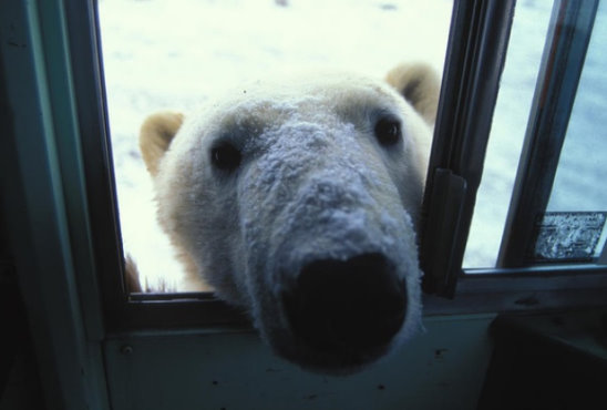 Медведь в окне фото Медведь в окне фото