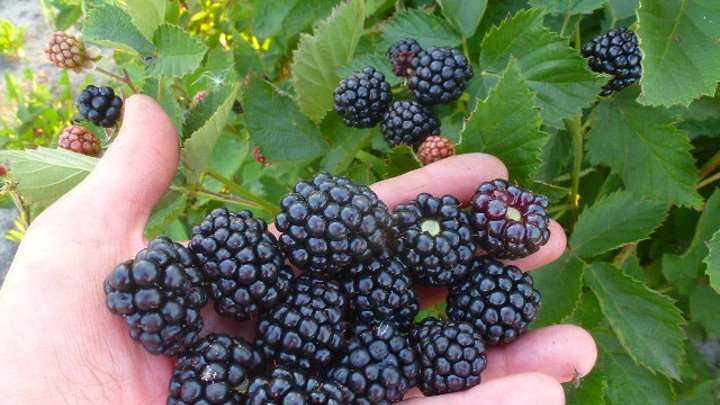 Ежевика осейдж описание сорта фото отзывы садоводов Ежевика осейдж описание сорта фото отзывы садоводов