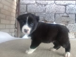 Щенки алабая в 1 месяц как выглядят Щенки алабая в 1 месяц как выглядят