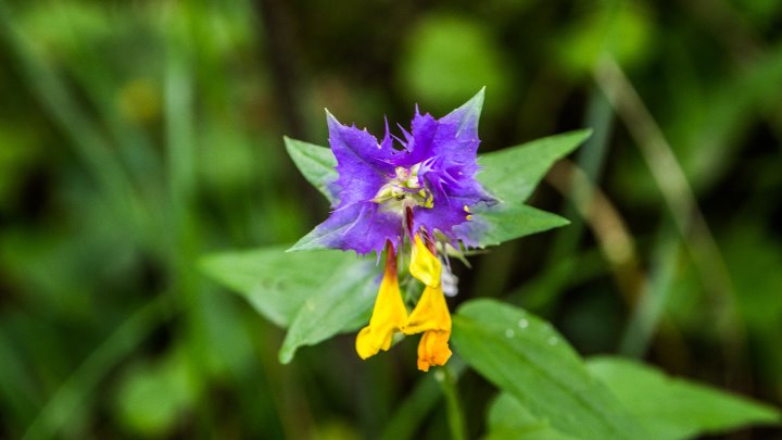 Как выглядит растение огнецвет Как выглядит растение огнецвет