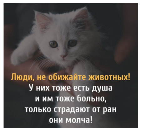Не обижайте животных картинки Не обижайте животных картинки