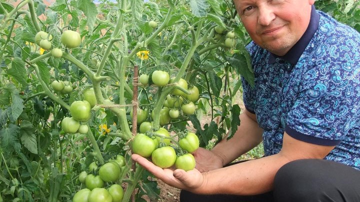 Колхозный помидор фото Колхозный помидор фото